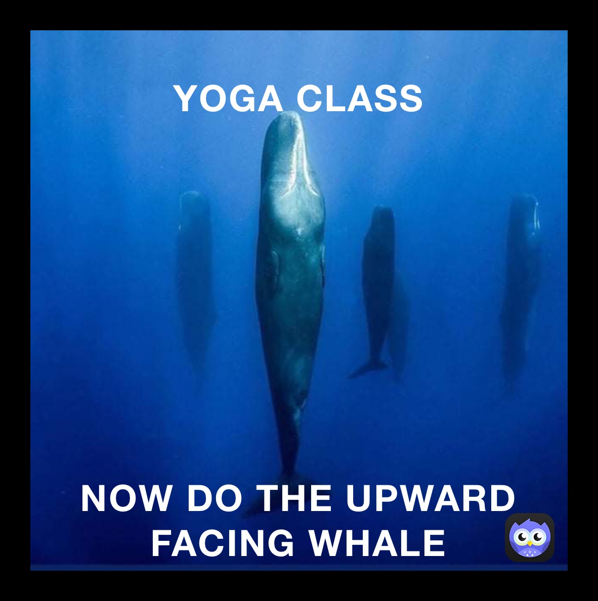 YOGA CLASS NOW DO THE UPWARD FACING WHALE