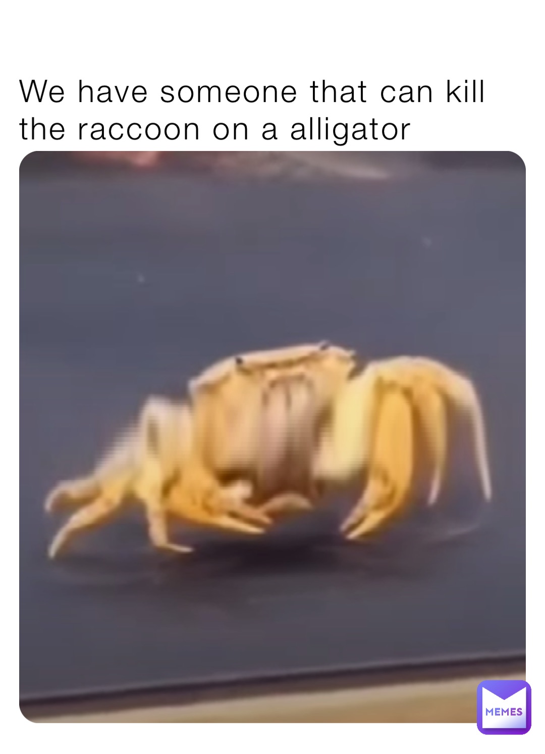 We have someone that can kill the raccoon on a alligator