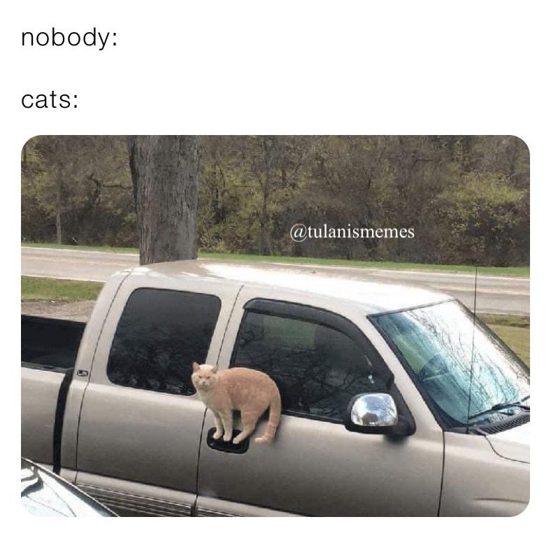 nobody:

cats: