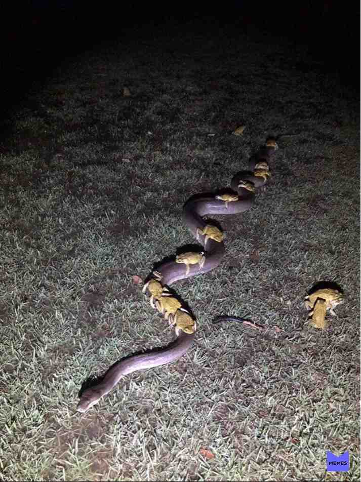 🚨🐇 #cursedimages #memes #funnymemes #dankmemes #dank #shitpost