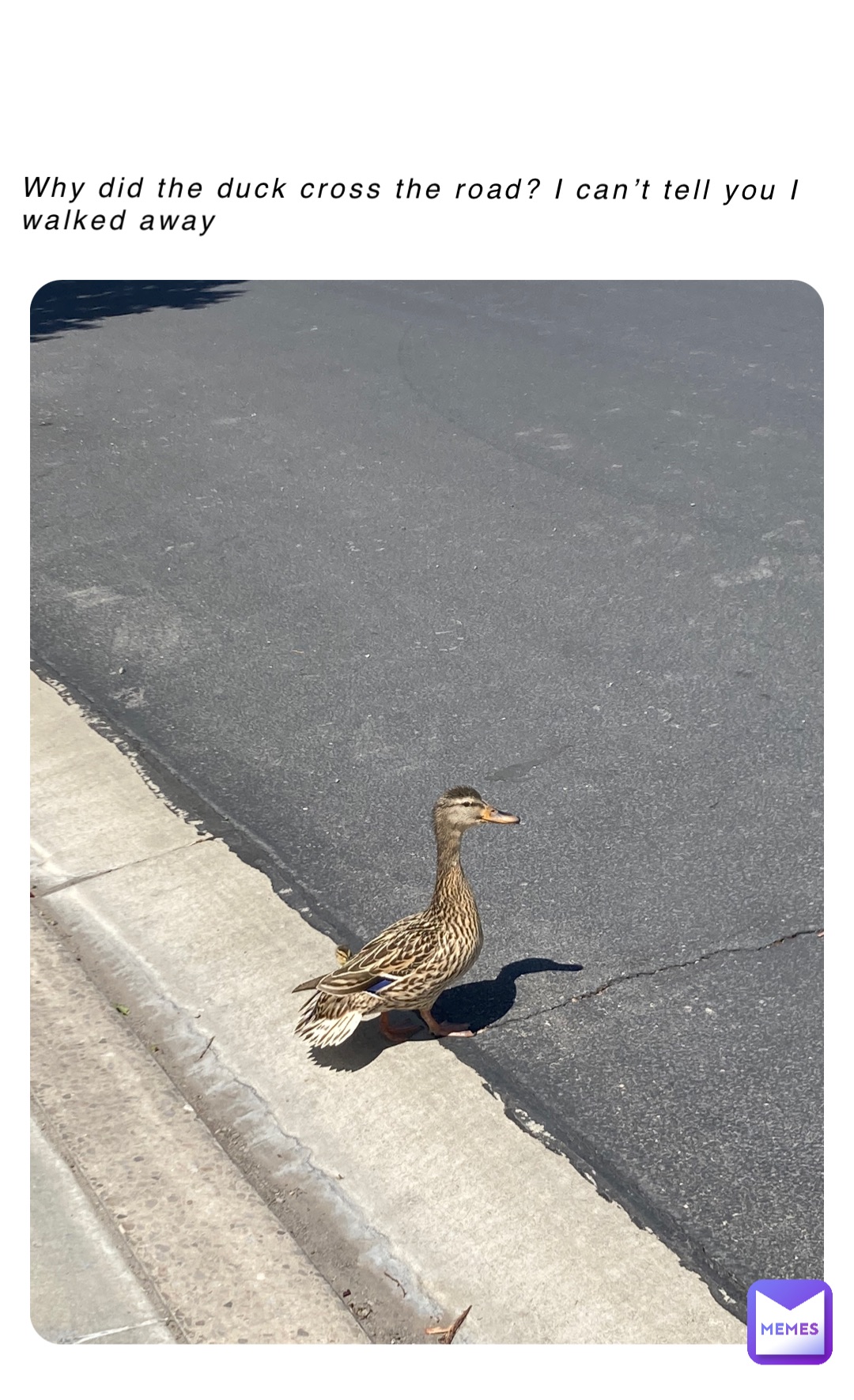 Why did the duck cross the road? I can’t tell you I walked away