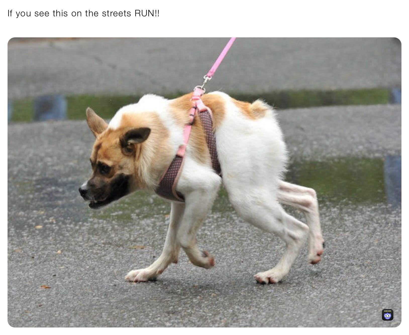 Meme by Whinnie_the_POOOOHHHH