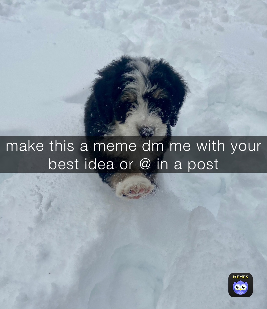 make this a meme dm me with your best idea or @ in a post