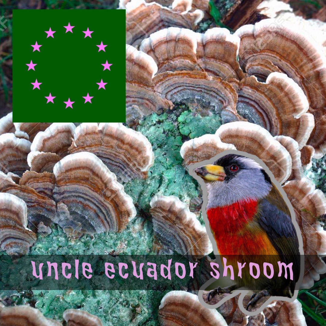 uncle ecuador shroom