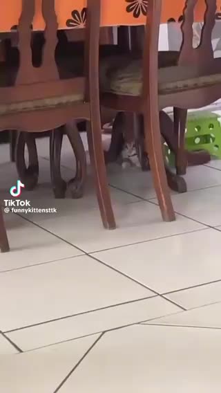 Cats