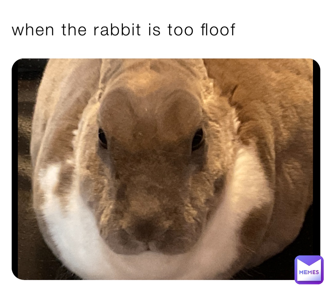 when the rabbit is too floof
