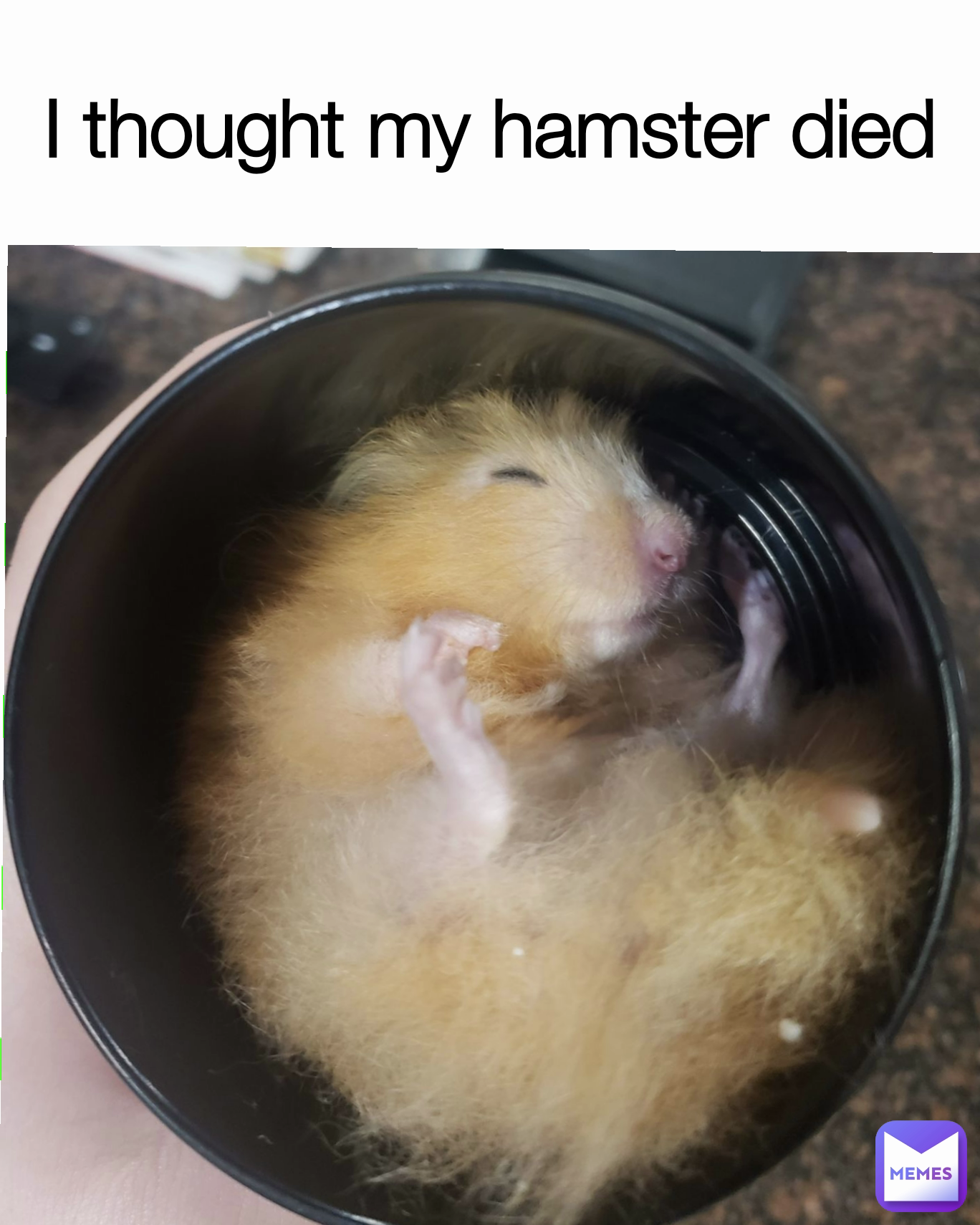 I thought my hamster died