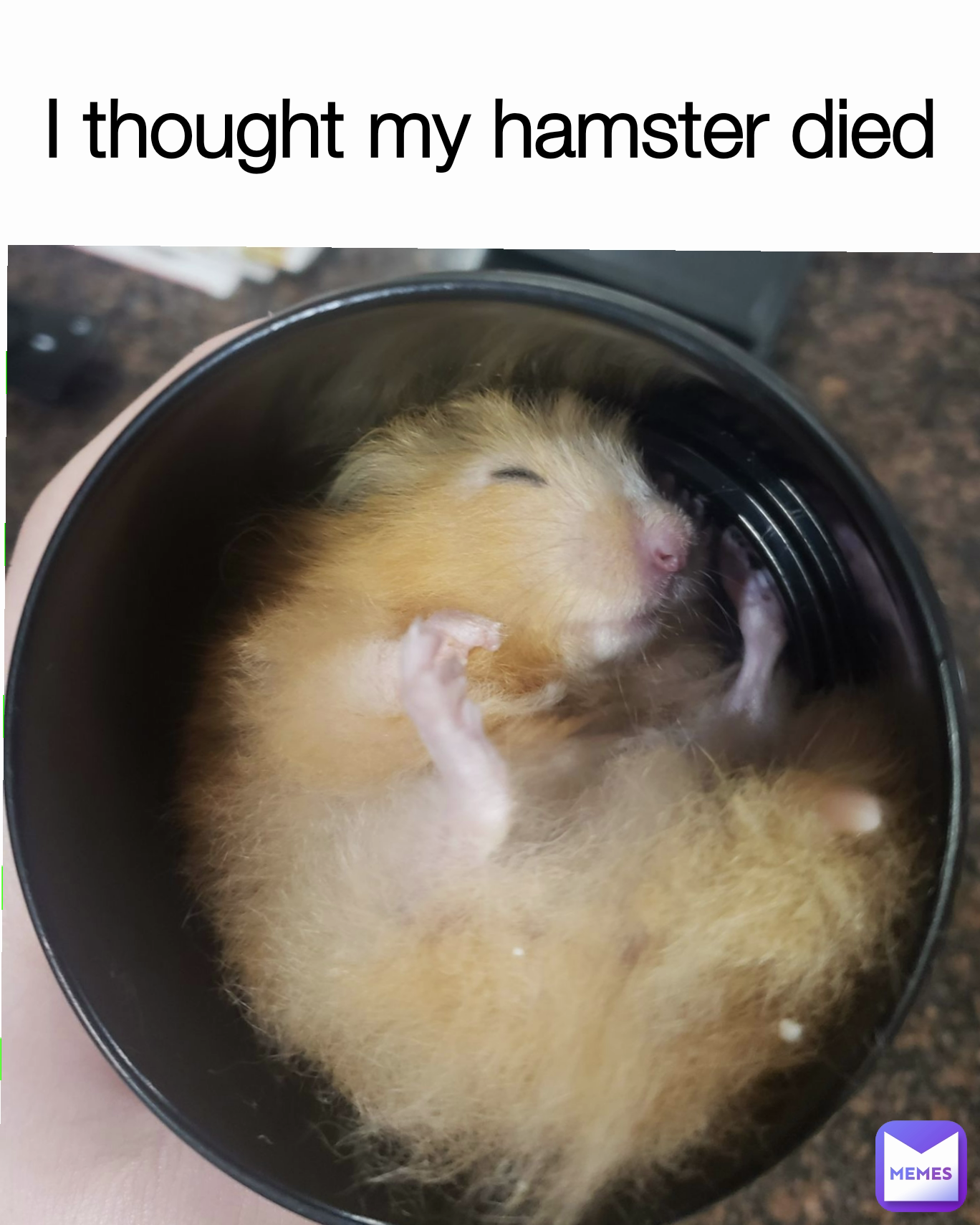 Hamster Death Meme