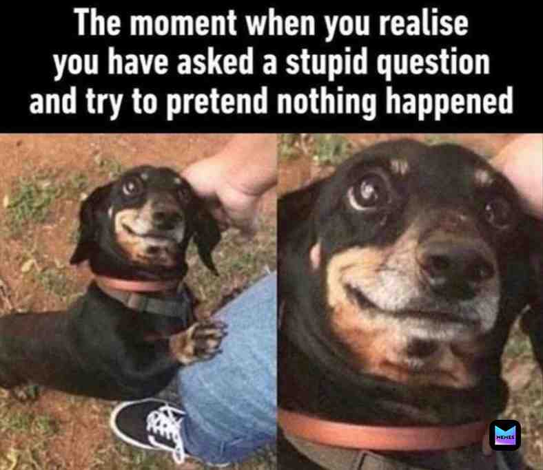 #dog  #stupid  #lmao  #fun  #oof  #memes