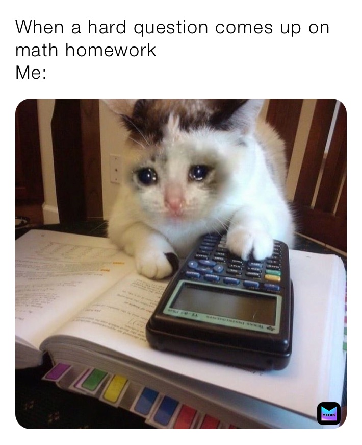 cat doing homework