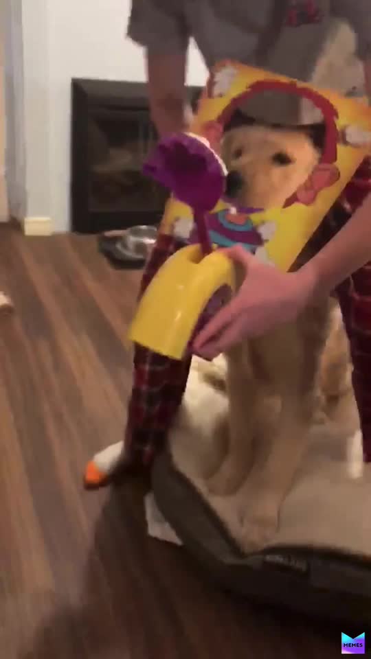 ​ #foryou ​ #foryoupage ​ #memesdaily ​ #funnymemes  #4upagee ​ # # ​Cute dog like for the dog