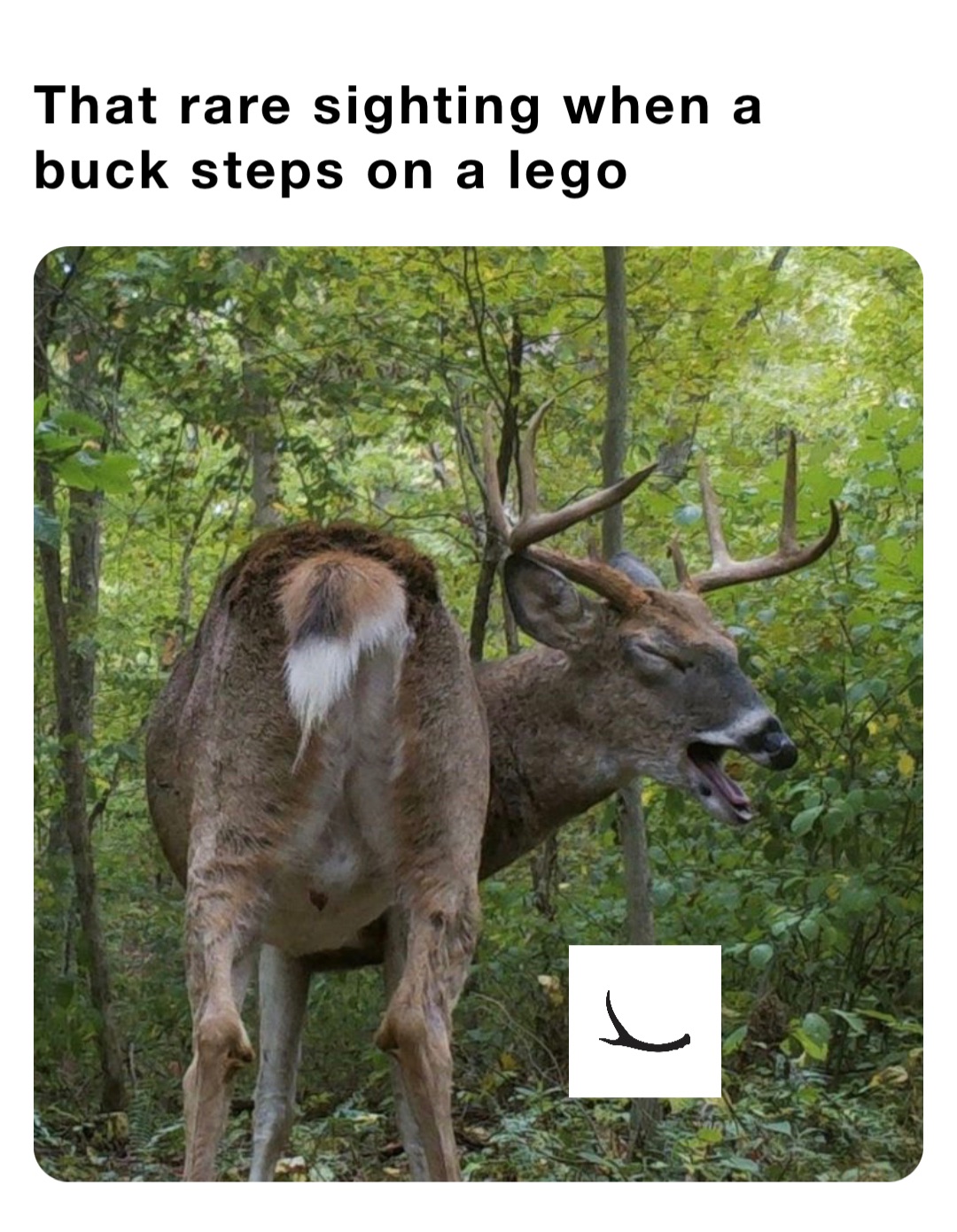 That rare sighting when a buck steps on a lego | @Okayest_Hunter | Memes