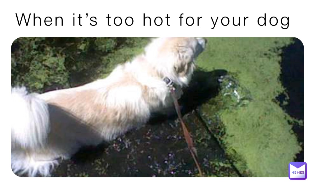 When it’s too hot for your dog