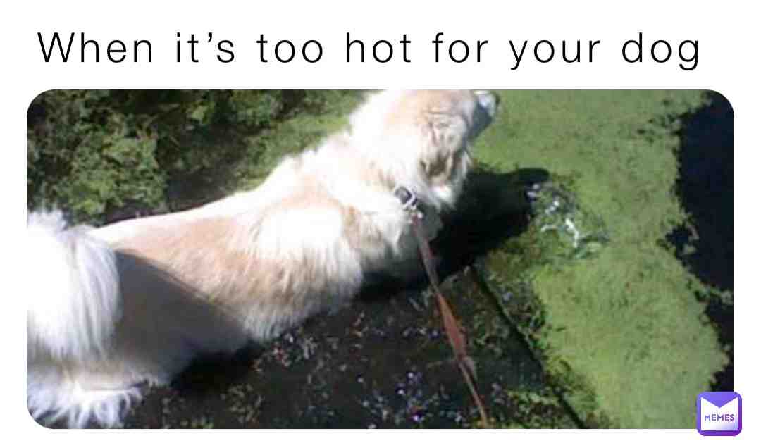 HotDog!!! #viral #youtube #like #subscribe #cute #adorable #animal #love #dog #dumb #funny #weird