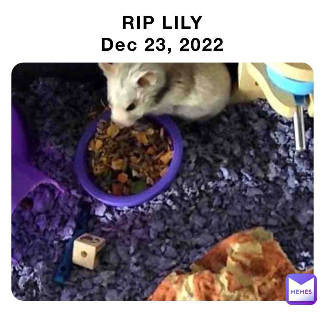 #hamster #love #cute #viral #youtube #memes #sad