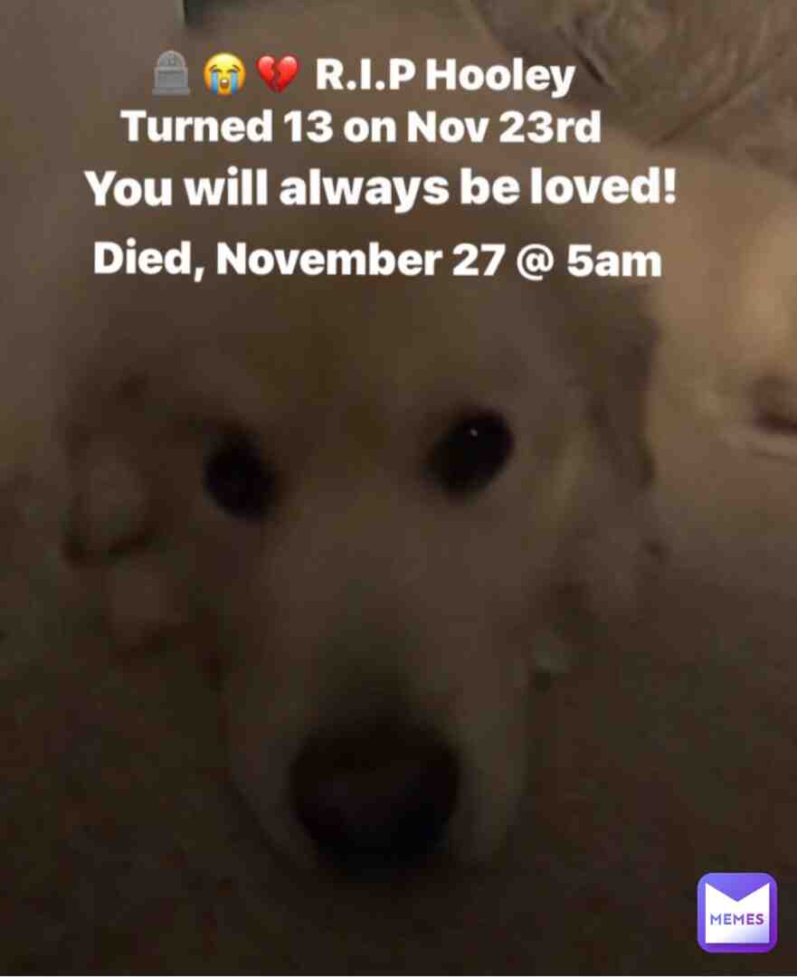 RIP Hooley #dog #love #like #subscribe #youtube #viral