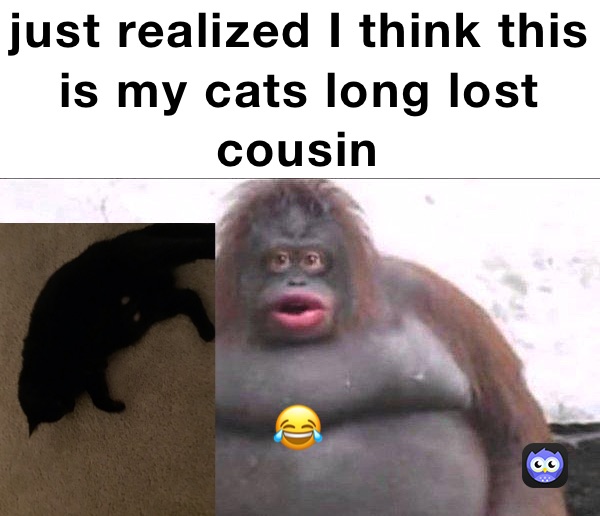 just realized I think this is my cats long lost cousin￼￼ 😂 

