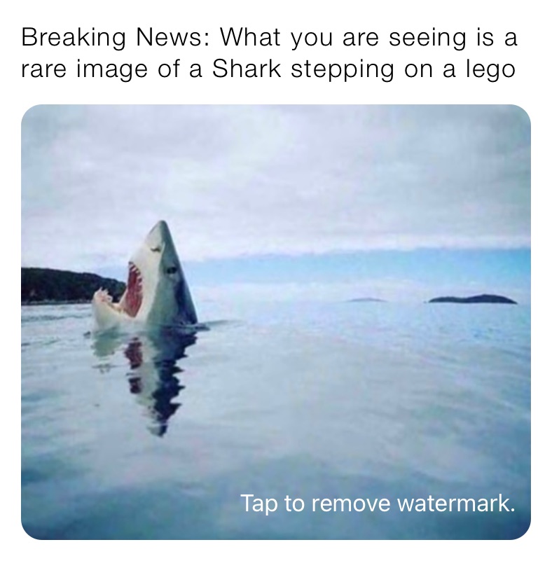 Breaking News: What you are seeing is a rare image of a Shark stepping on a lego