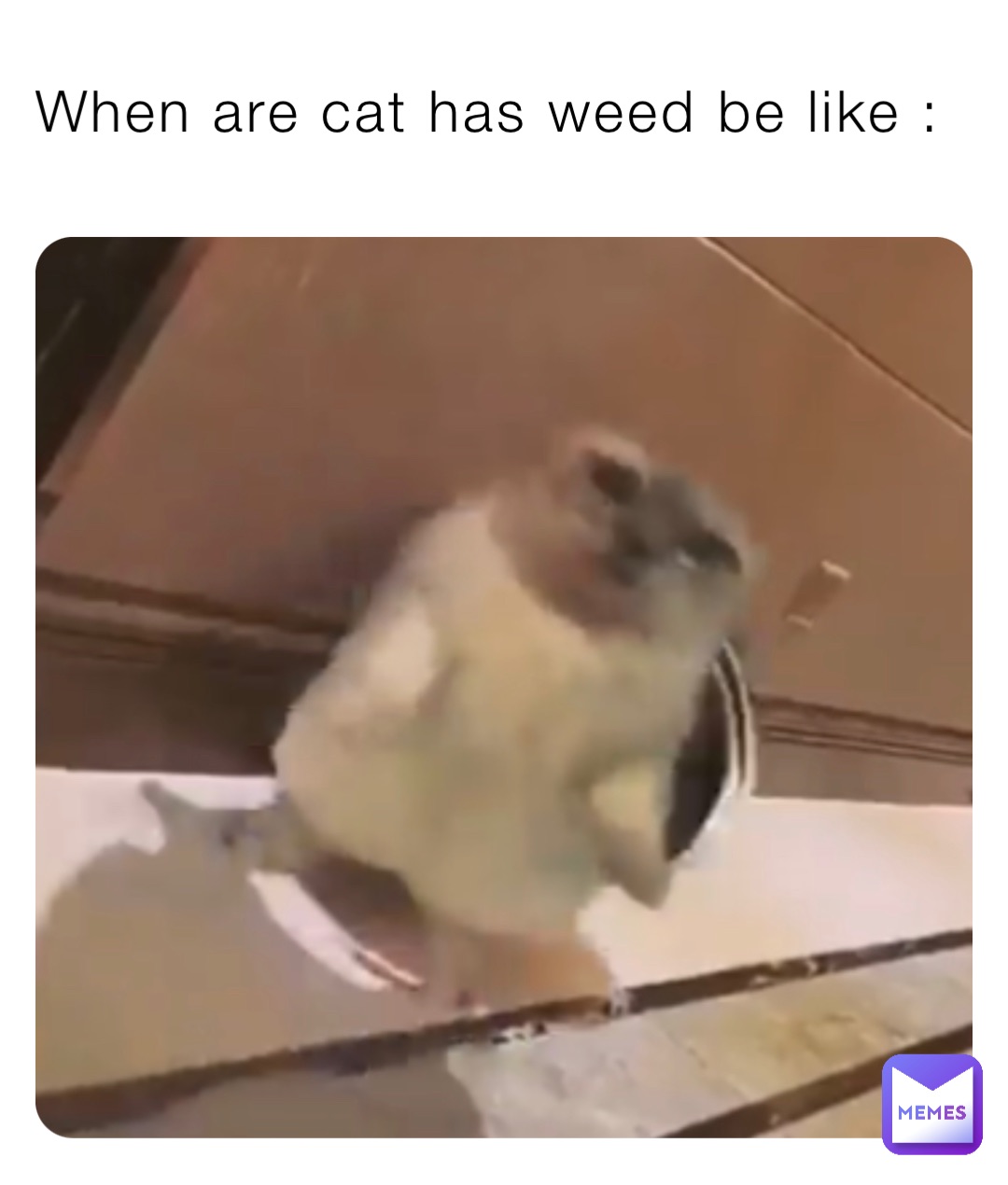 When are cat has weed be like :