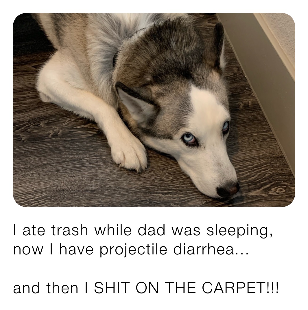 I ate trash while dad was sleeping, now I have projectile diarrhea... 

and then I SHIT ON THE CARPET!!!