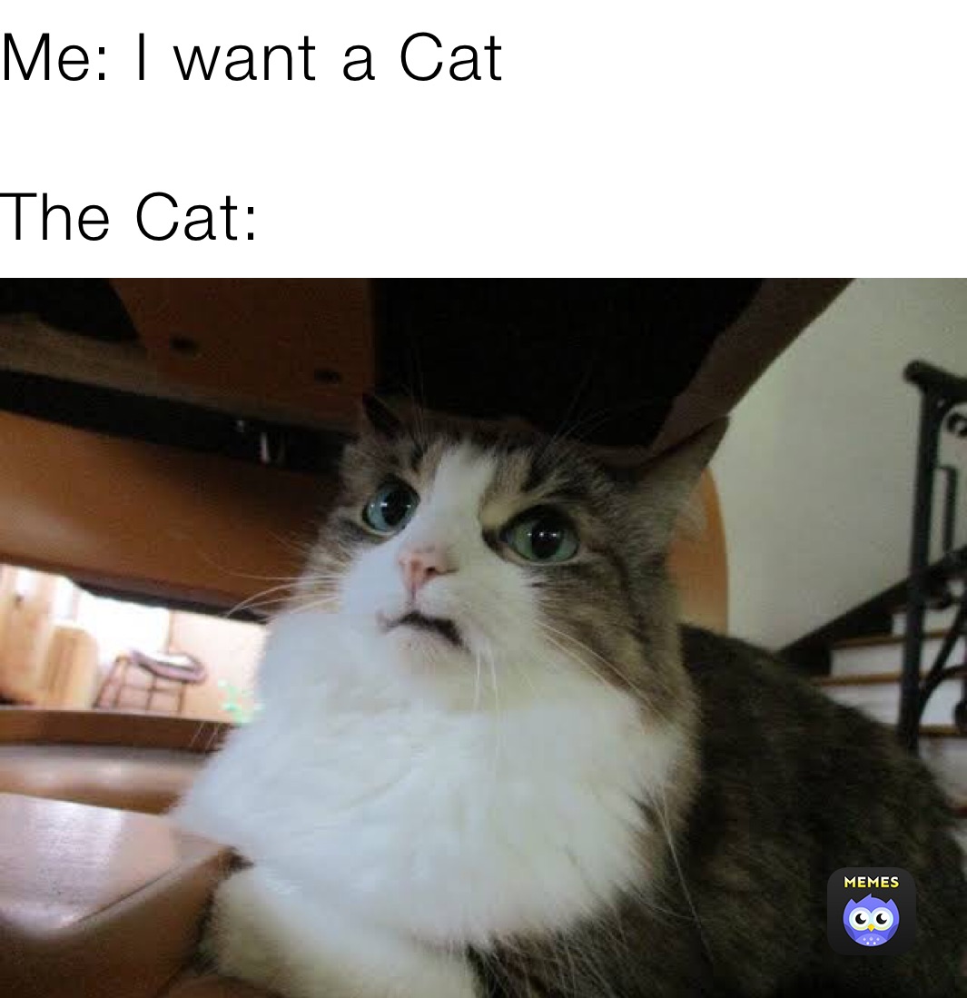 Me: I want a Cat The Cat: | @caelenmclaughlin | Memes
