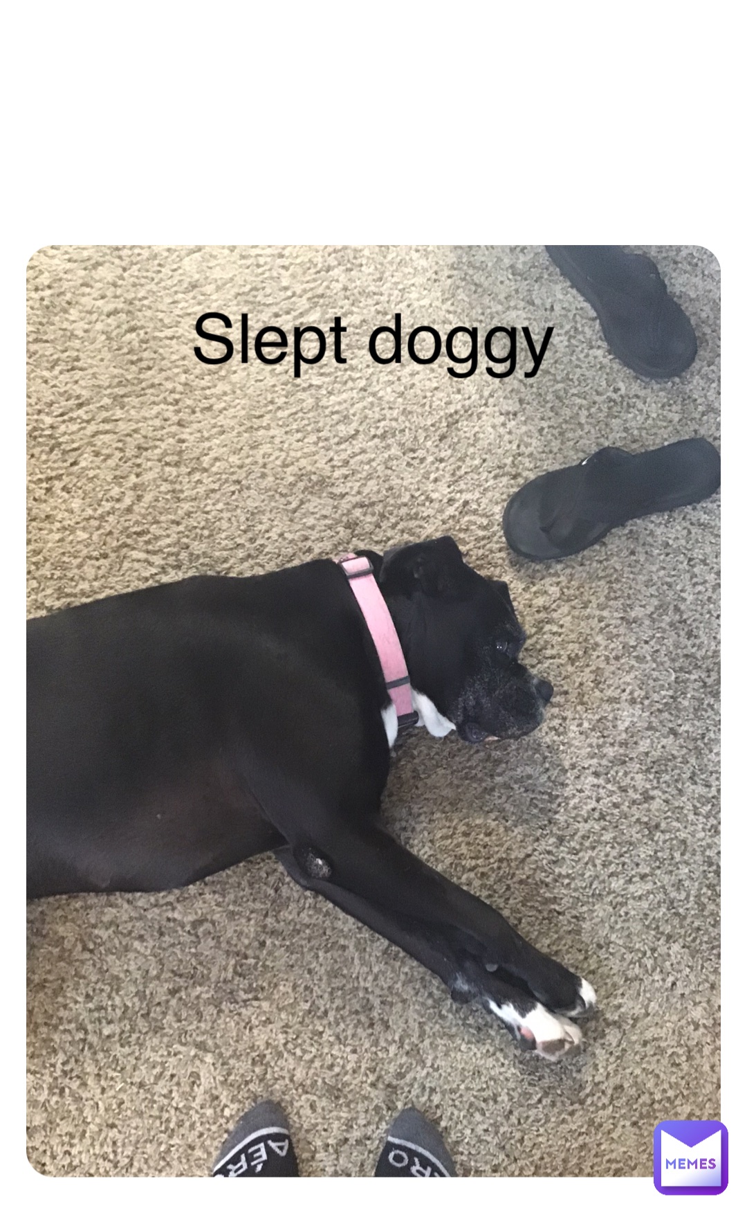 Double tap to edit Slept doggy