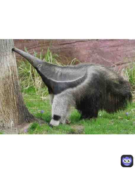 Anteater.