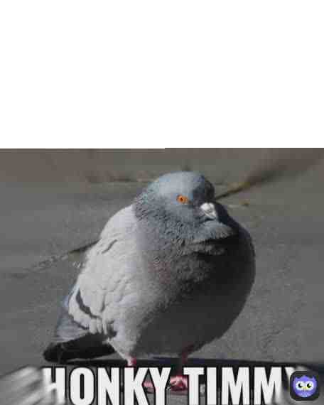 Chonky Timmy.