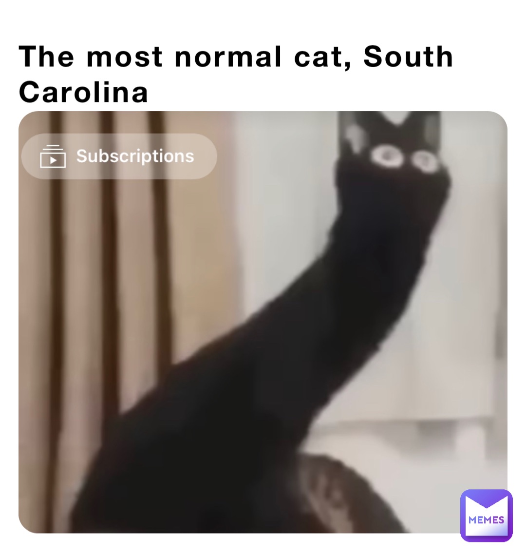The most normal cat, South Carolina