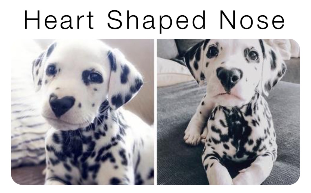 Heart Shaped Nose