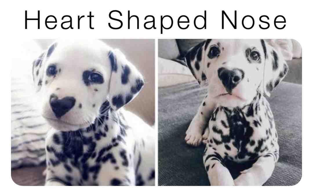 #heartshapednose  #cutedoggos