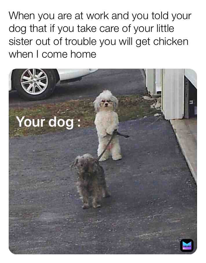 #dog #sister #problem #lol #lmao