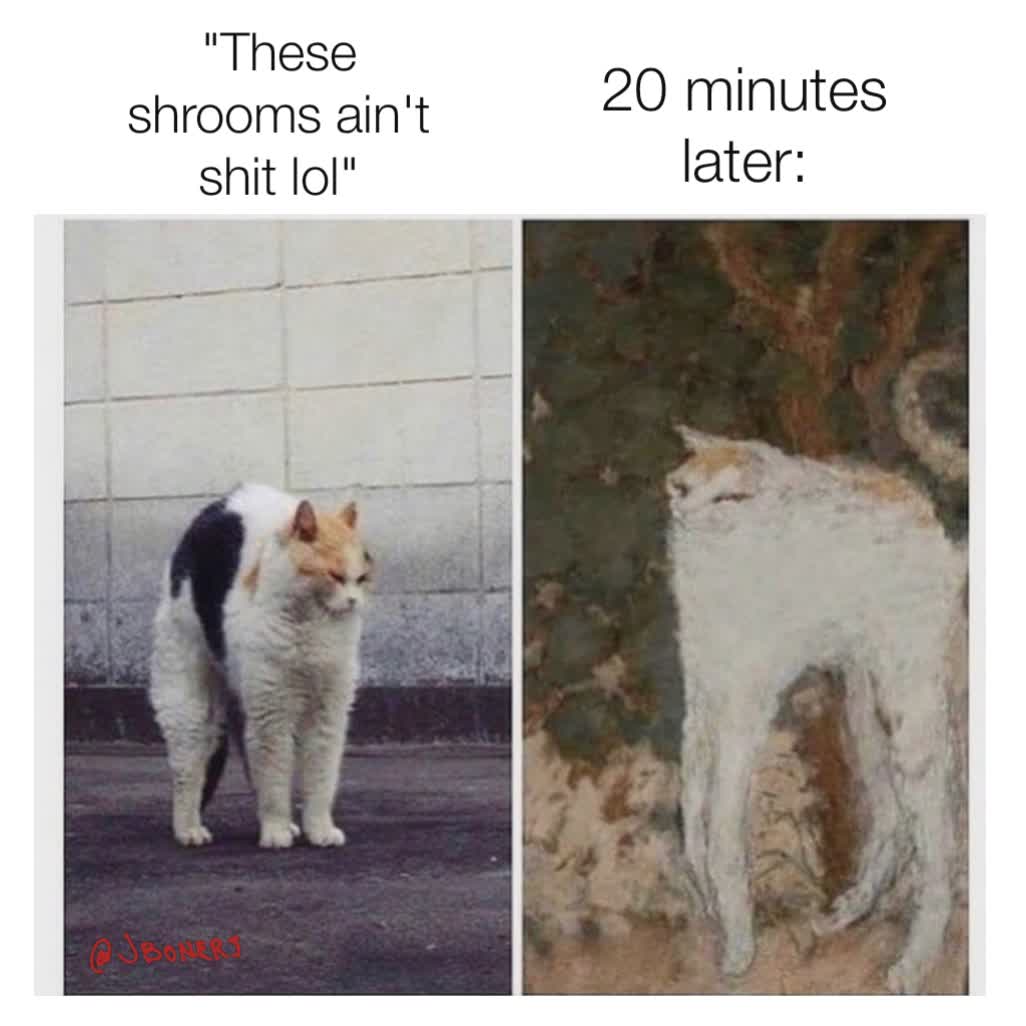 20 minutes later: "These shrooms ain't shit lol"