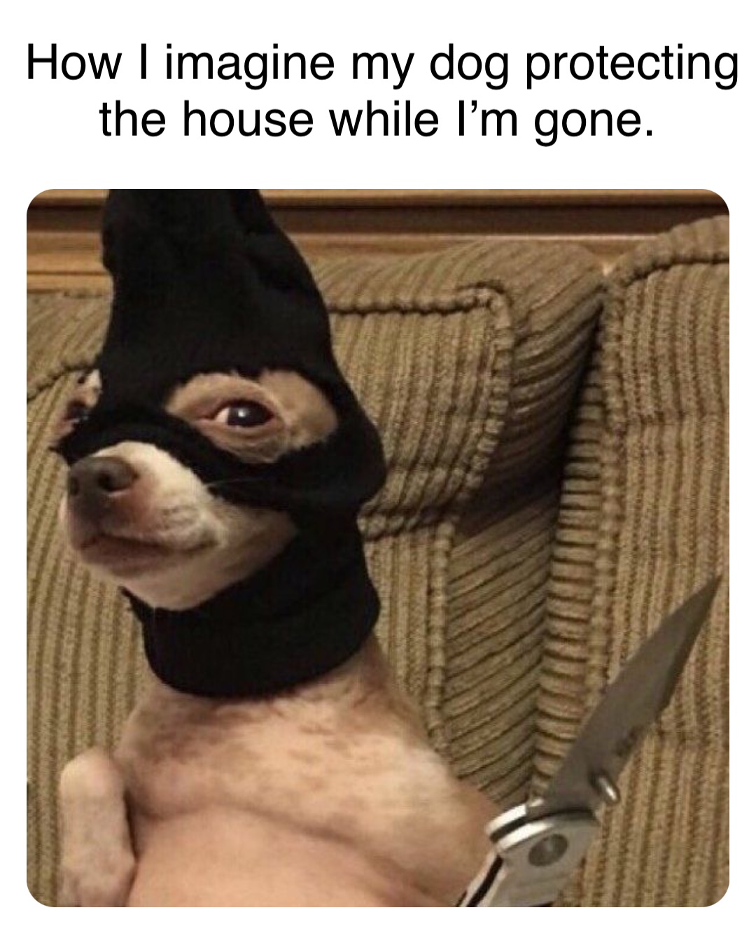 How I imagine my dog protecting the house while I’m gone.