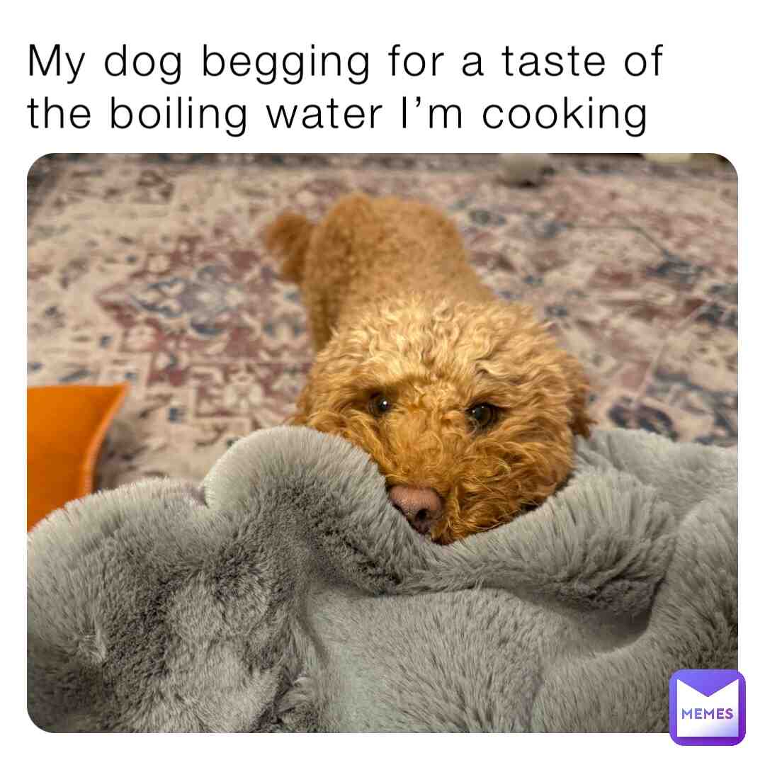 He doesn’t care what it  is, he’ll eat it.🐩