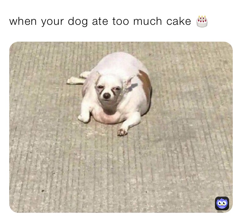 when your dog ate too much cake 🎂