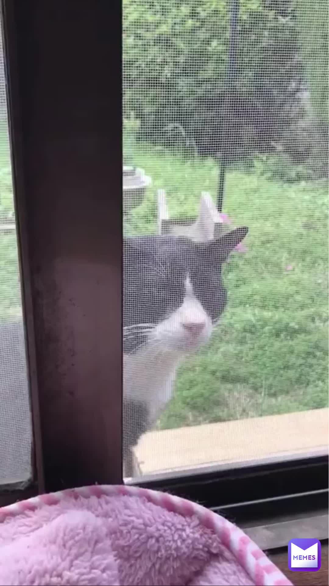 Make Your Own Free Video Meme