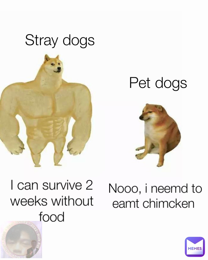 Pet dogs Nooo, i neemd to eamt chimcken  Stray dogs I can survive 2 weeks without food