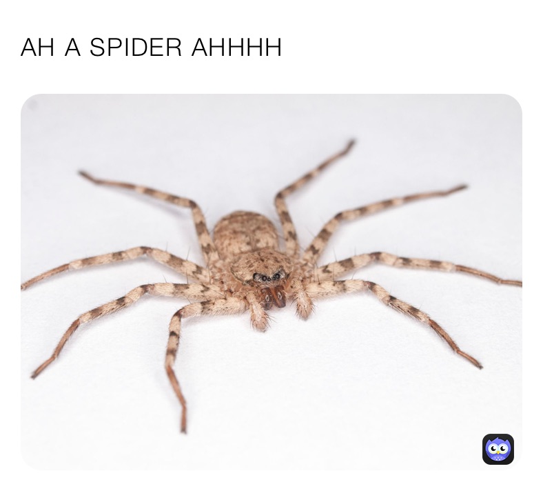 AH A SPIDER AHHHH