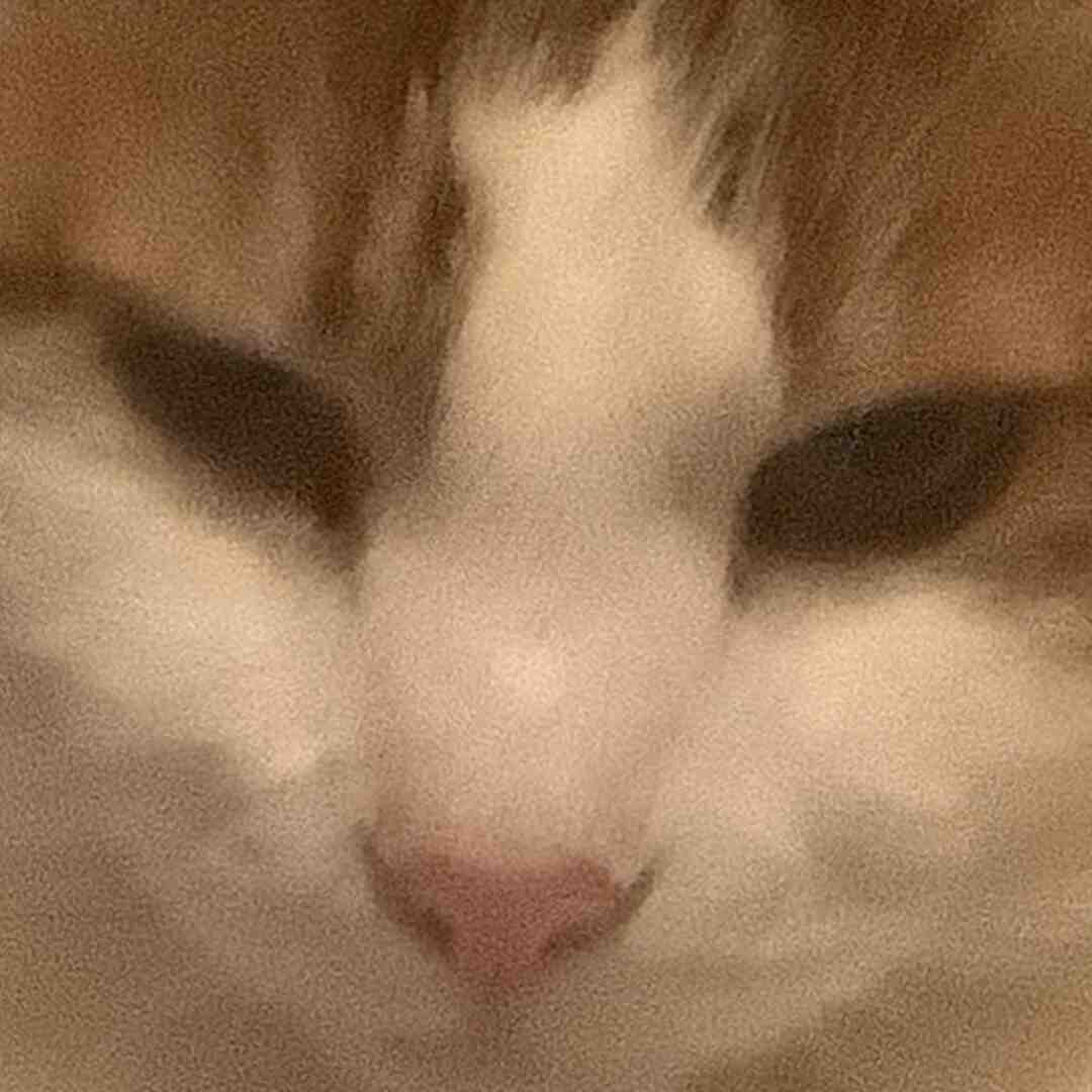 My cat got very angry