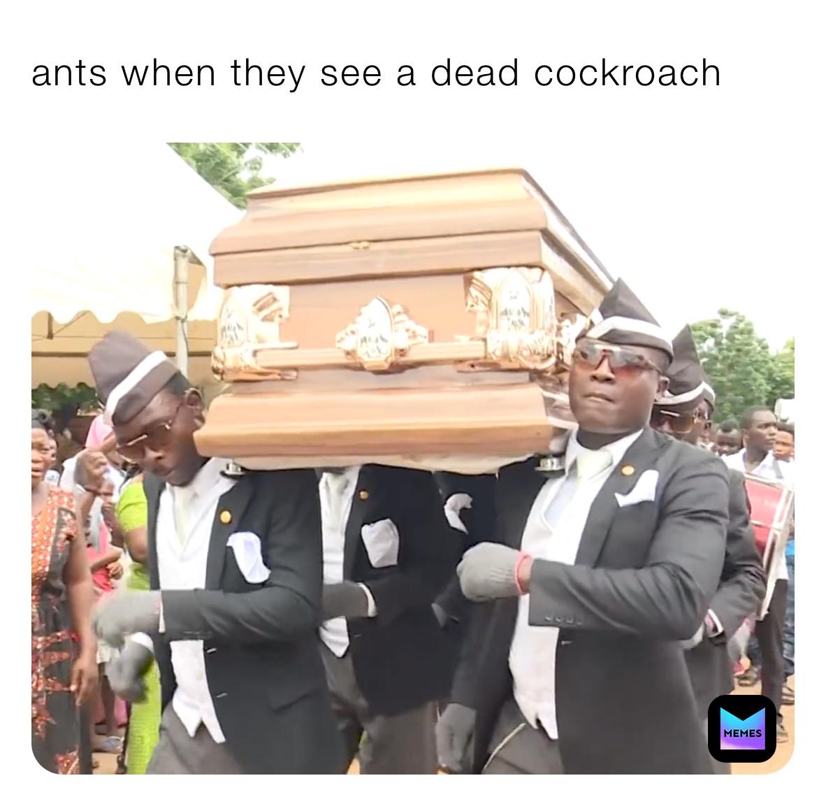 ants when they see a dead cockroach