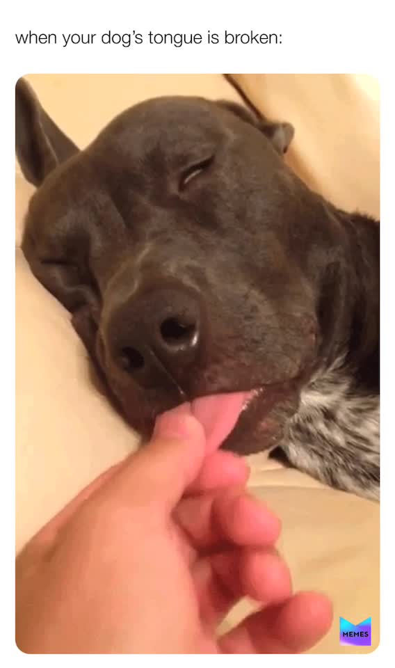 #oof  #dog