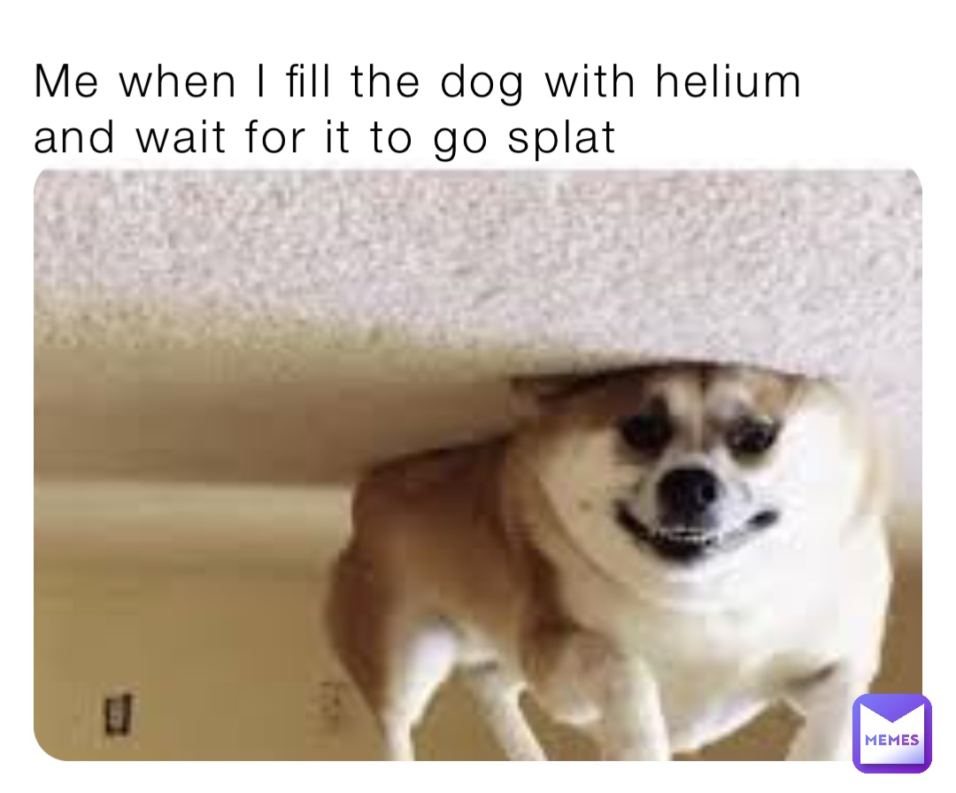 Me when I fill the dog with helium and wait for it to go splat