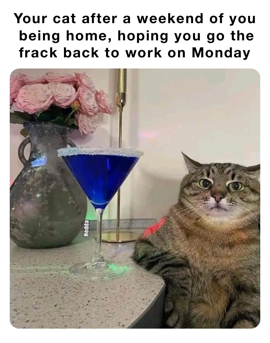 Your cat after a weekend of you being home, hoping you go the frack back to work on Monday