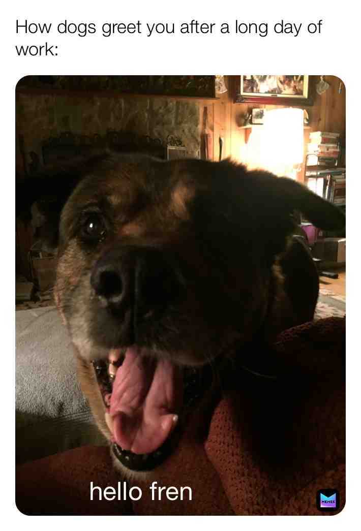 Made a meme of my dog who is going through I think doggy dementia so give him love. #cute #cutememes #cutememe #dog #doggo #dogmemes #dogmeme #doggomemes #doggos4life