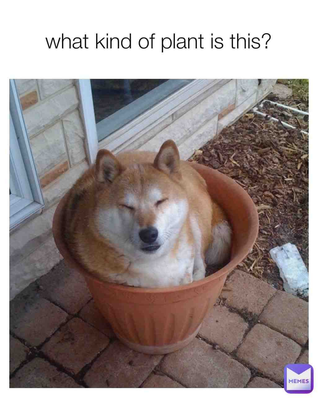 Its a redux since the last one wasnt sized properly #relatable #relatablememes #funny #funnymeme #funnymemes #lolmemes #lolmeme #latenight