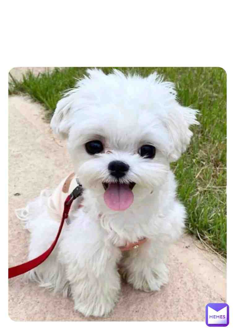 See her mouth ππ #comedy #animals #pets #dog #cat #laugh #jokes #wow #simpsons #grea #beautiful #new #in #instagram #memes #memesdaily
