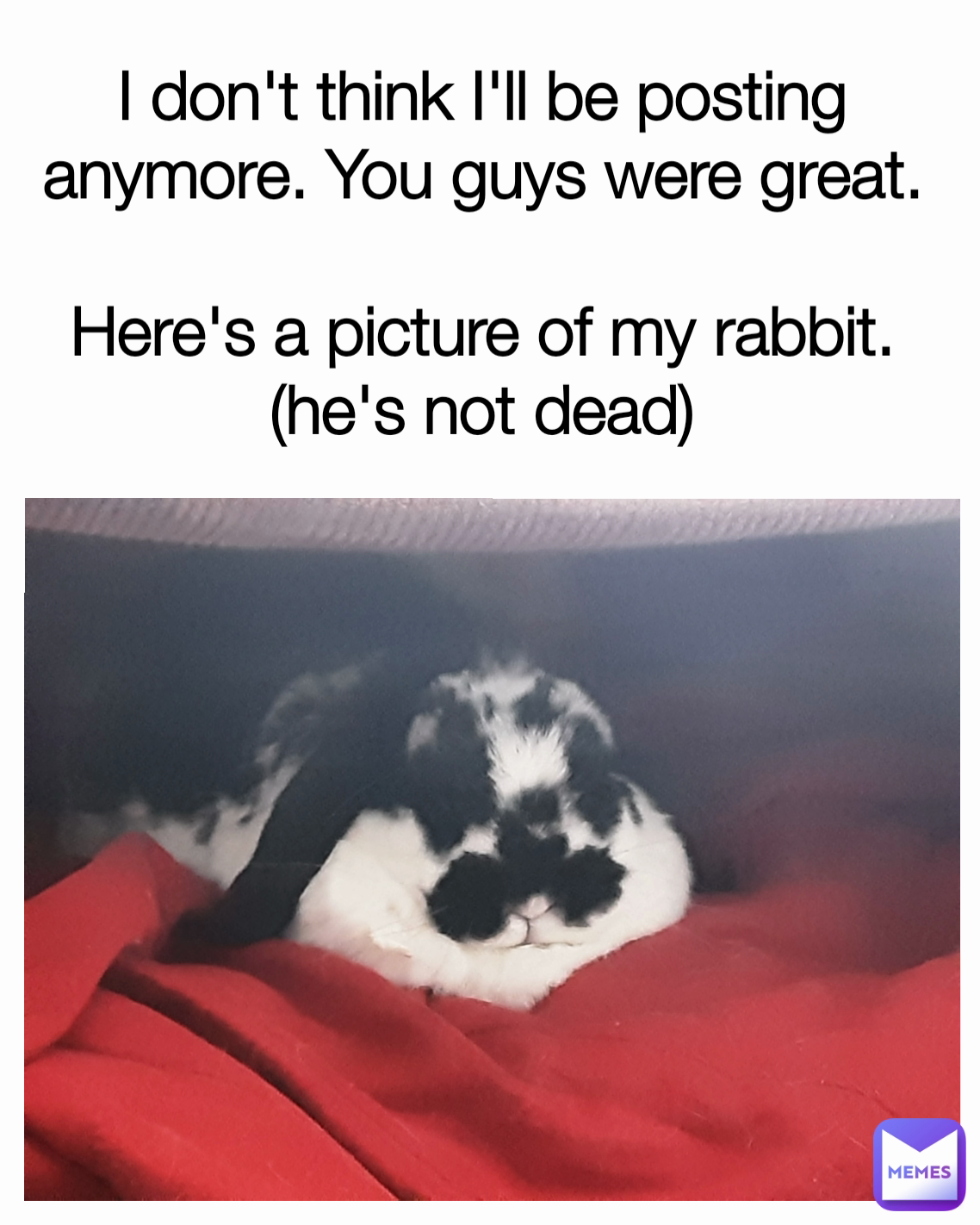I don't think I'll be posting anymore. You guys were great.

Here's a picture of my rabbit. (he's not dead)