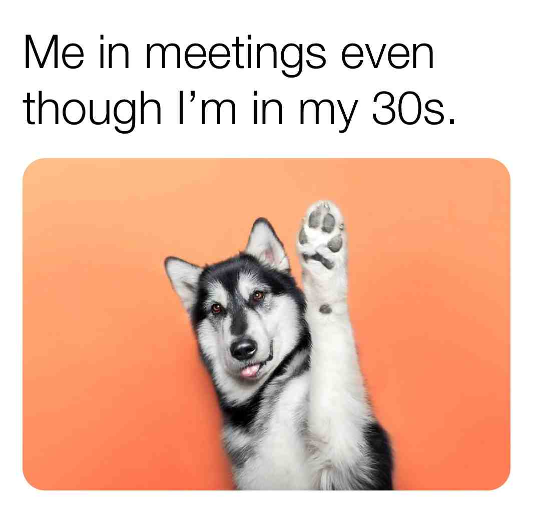 #dogmemes