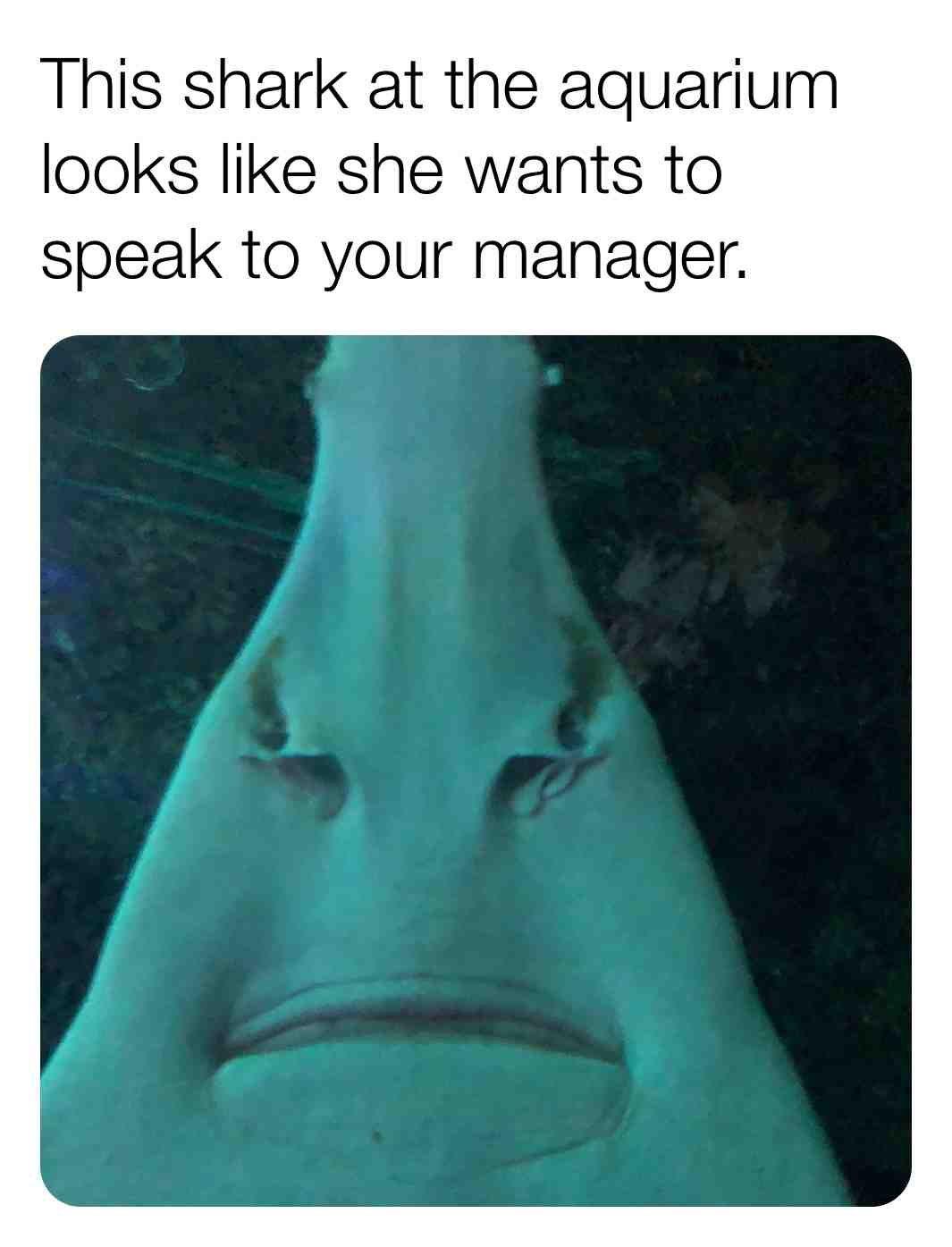 #sharks  #memes  #dankmemes